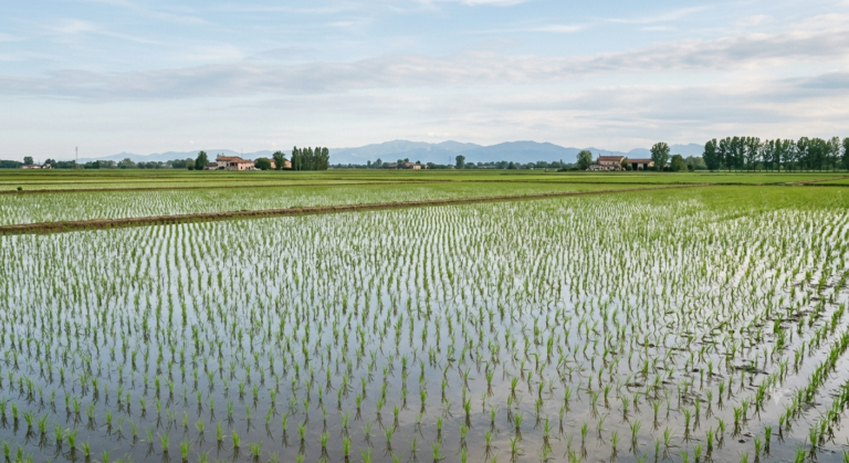 Riso, prezzi dimezzati: Confagricoltura MILOMB lancia l’allarme sulla sopravvivenza del settore